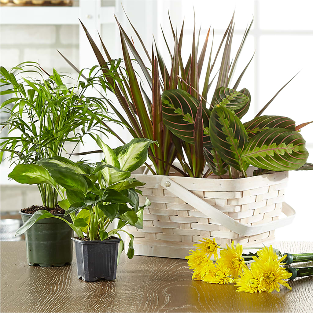 Florist Designed Blooming and Green Plants in a Basket – Everbloom Flowers Llc, Aurora OH