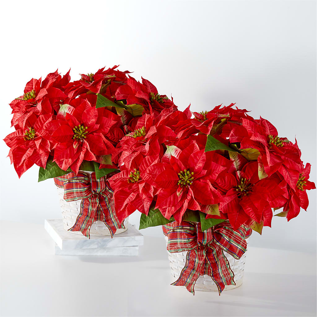 Happiest Holidays Poinsettia Bundle – Everbloom Flowers Llc, Aurora OH