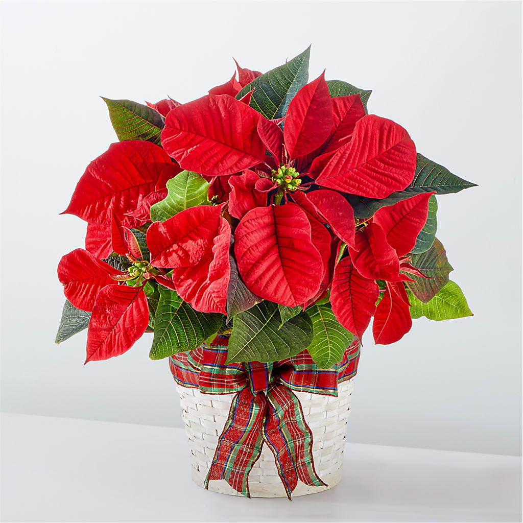 Happiest Holidays Poinsettia – Everbloom Flowers Llc, Aurora OH