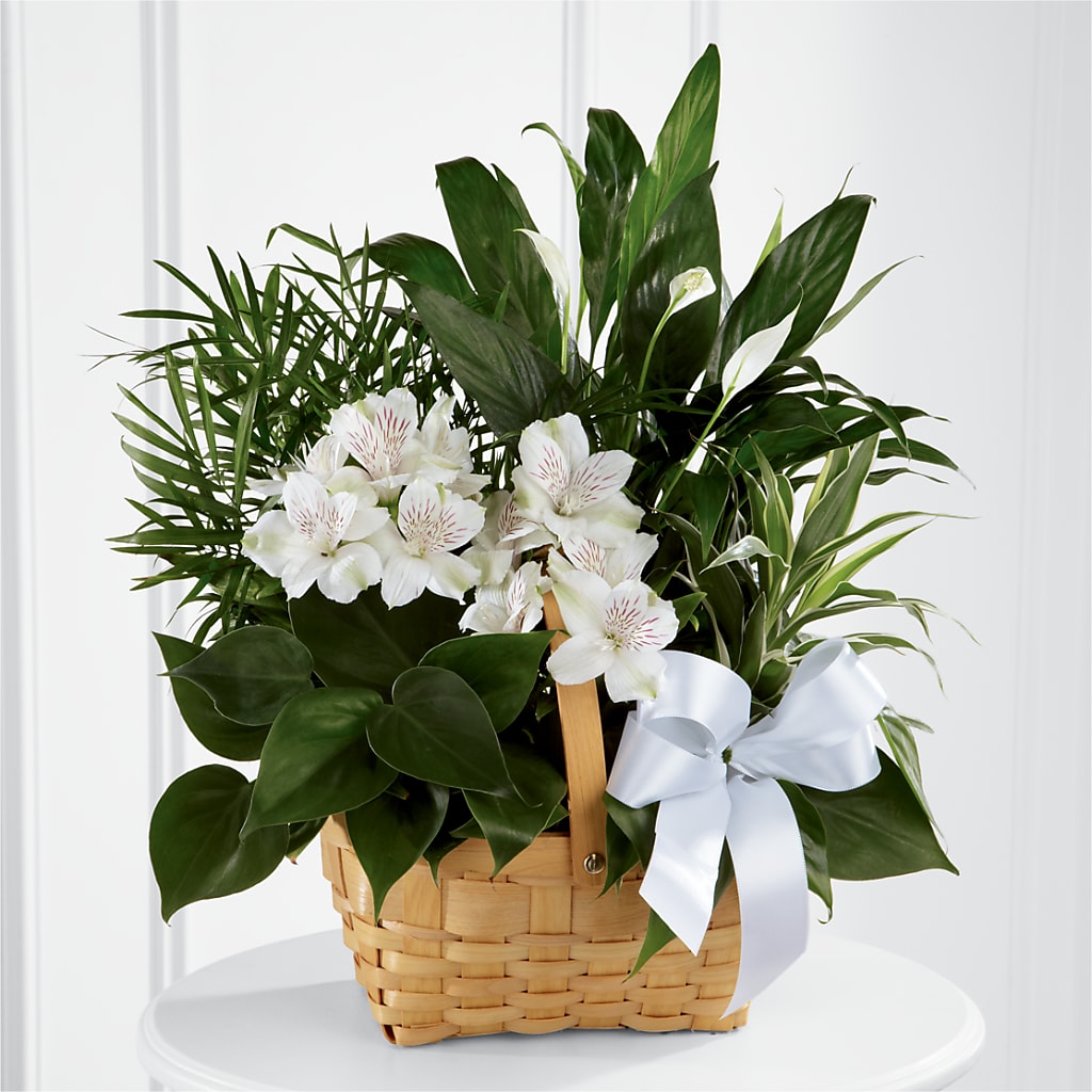Peace & Serenity Dishgarden – Everbloom Flowers Llc, Aurora OH