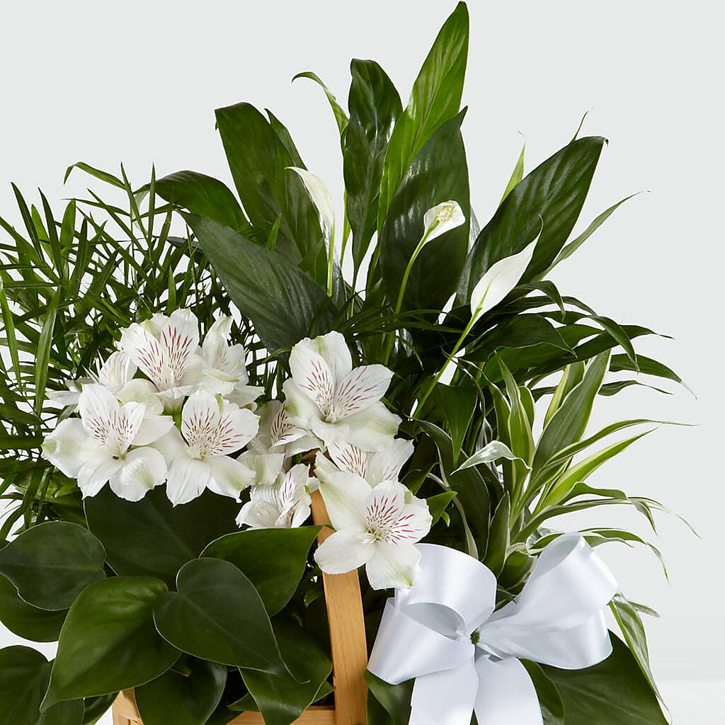 Peace & Serenity Dishgarden – Everbloom Flowers Llc, Aurora OH
