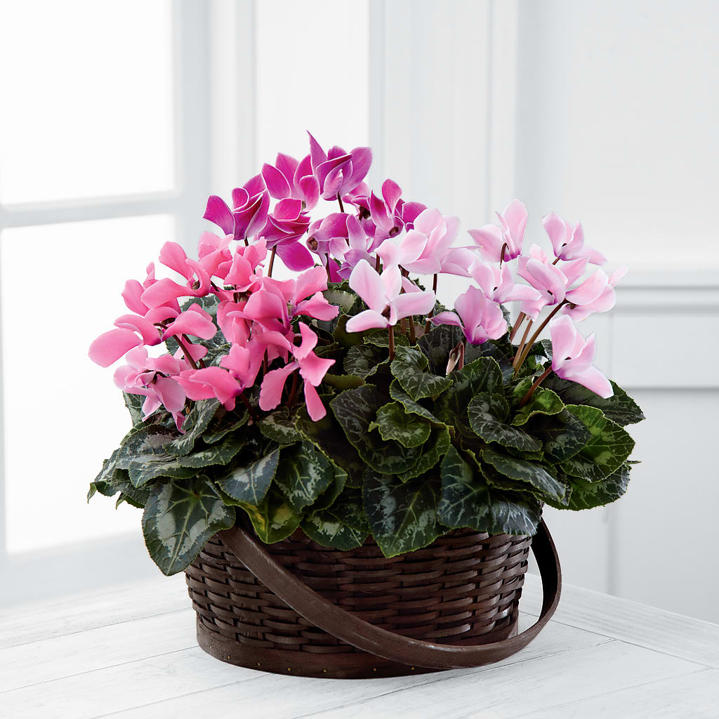 Mixed Cyclamen Planter – Everbloom Flowers Llc, Aurora OH