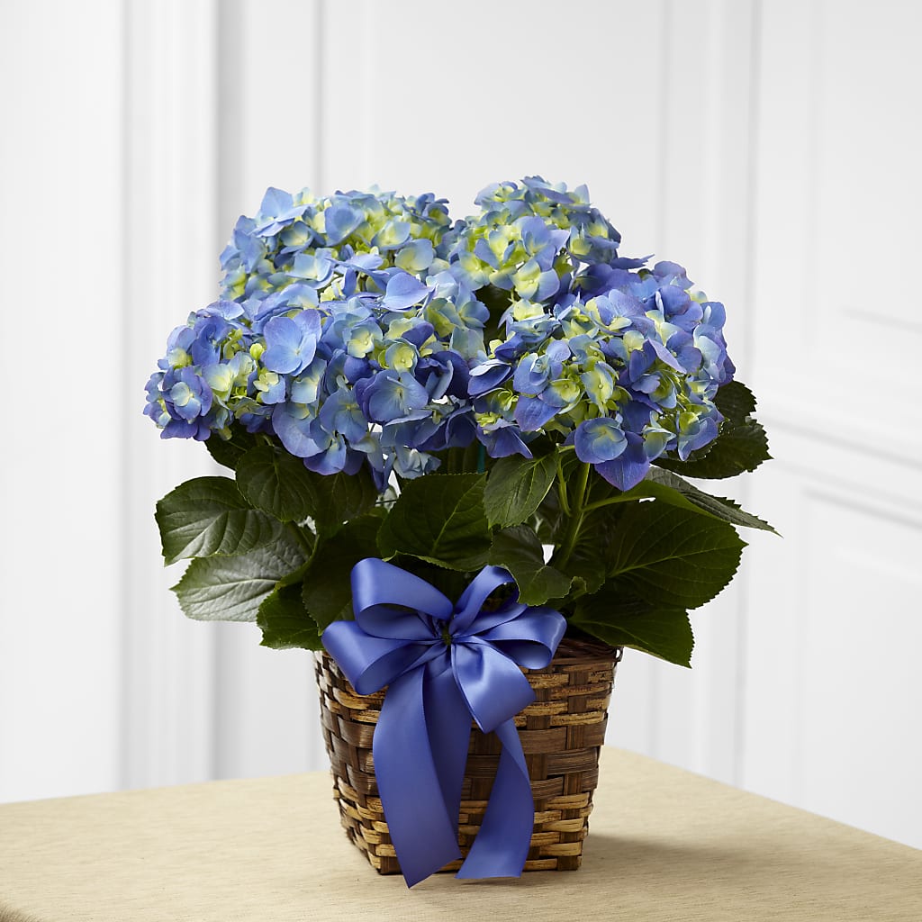 Blue Hydrangea Planter – Everbloom Flowers Llc, Aurora OH