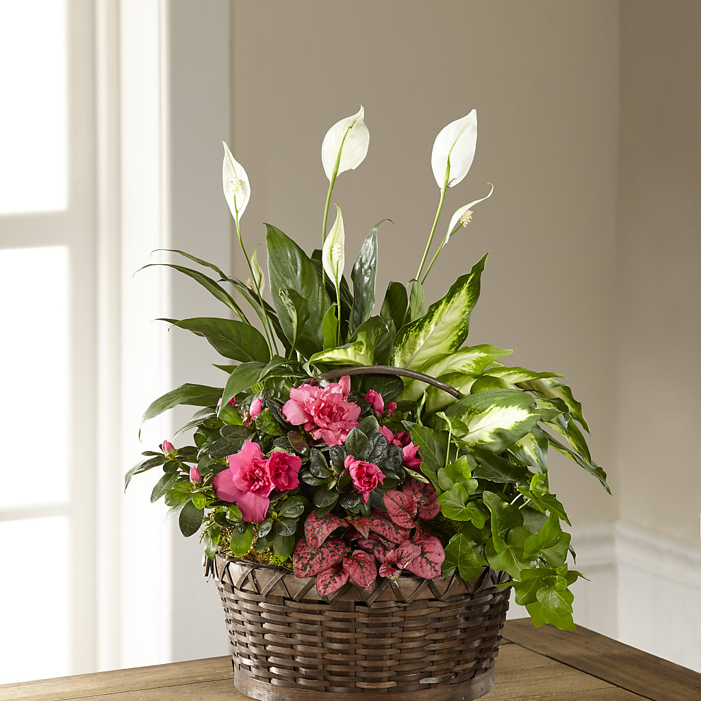 Dream in Pink Dishgarden – Everbloom Flowers Llc, Aurora OH