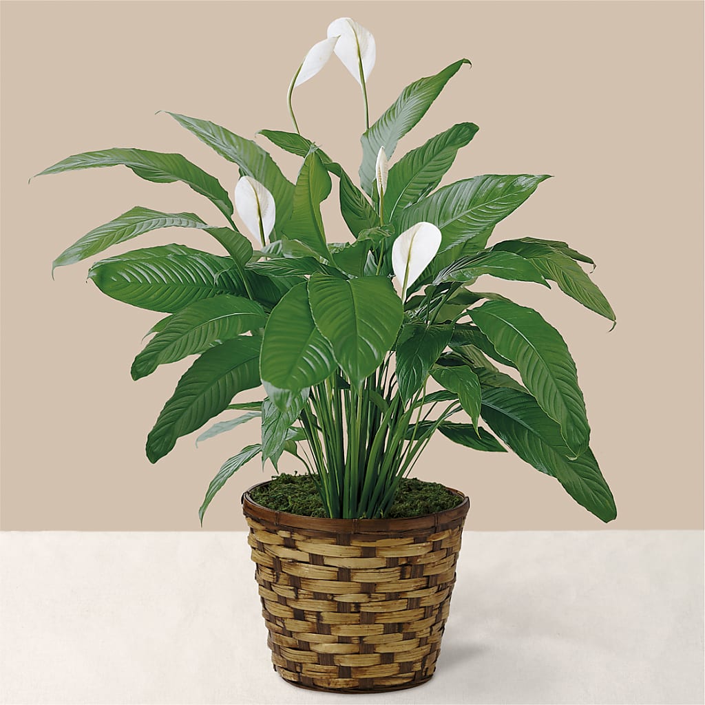 Tranquil Moments Peace Lily Plant – Everbloom Flowers Llc, Aurora OH