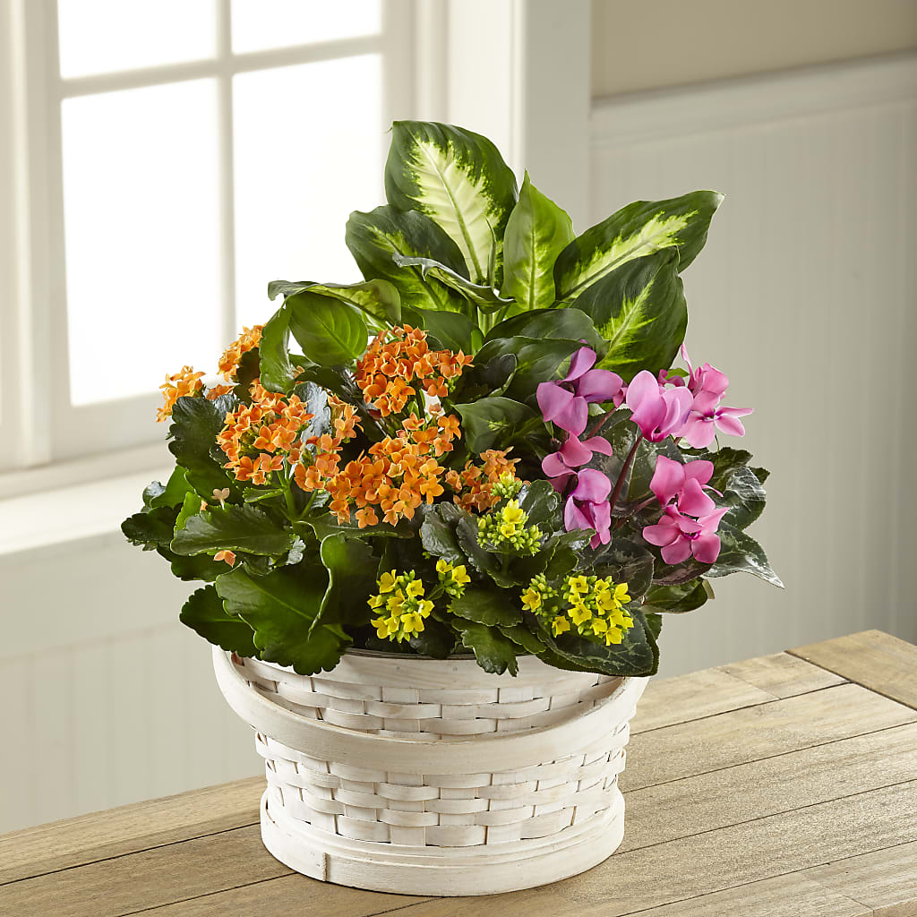 Color Crush Dishgarden – Everbloom Flowers Llc, Aurora OH