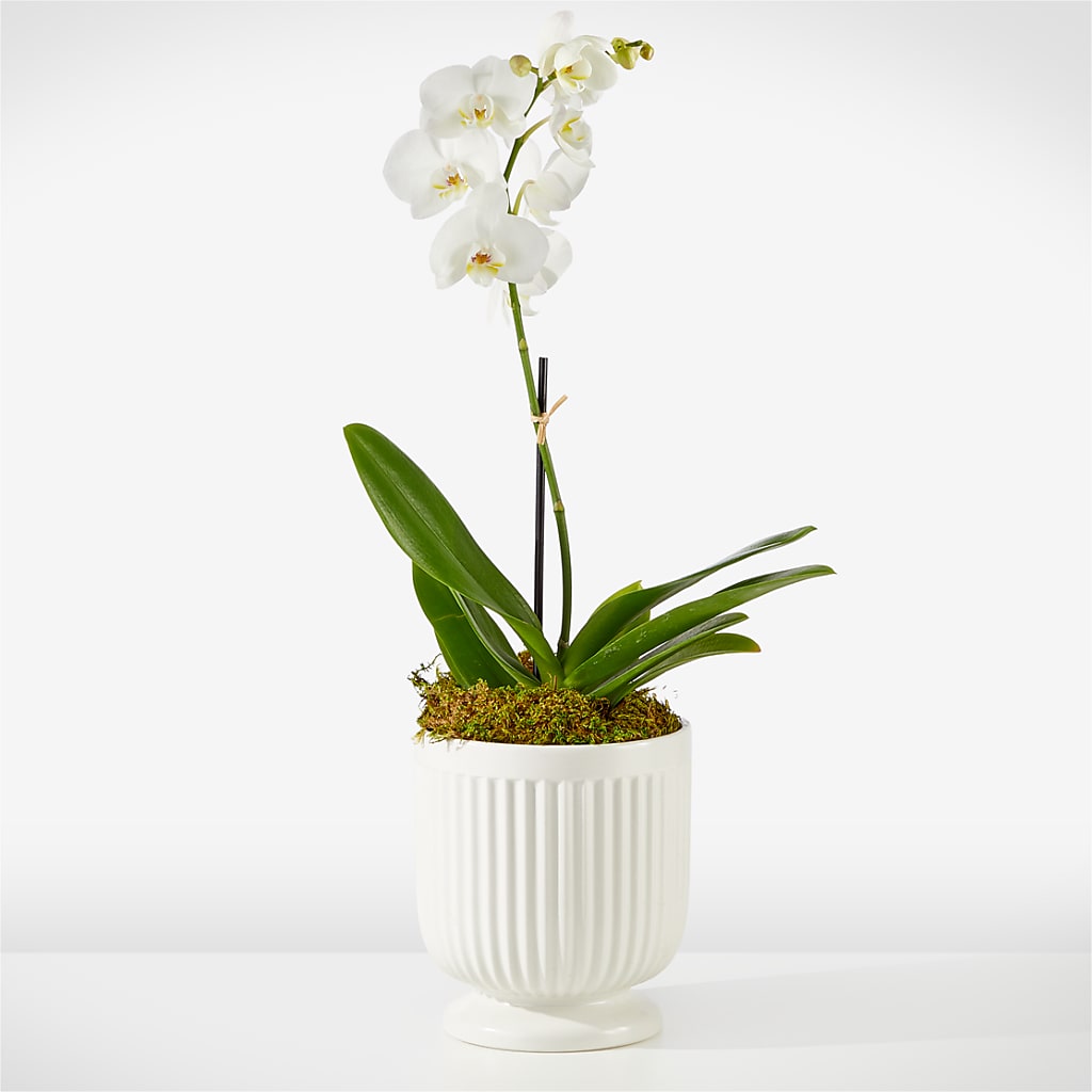 Whispering White Orchid – Everbloom Flowers Llc, Aurora OH