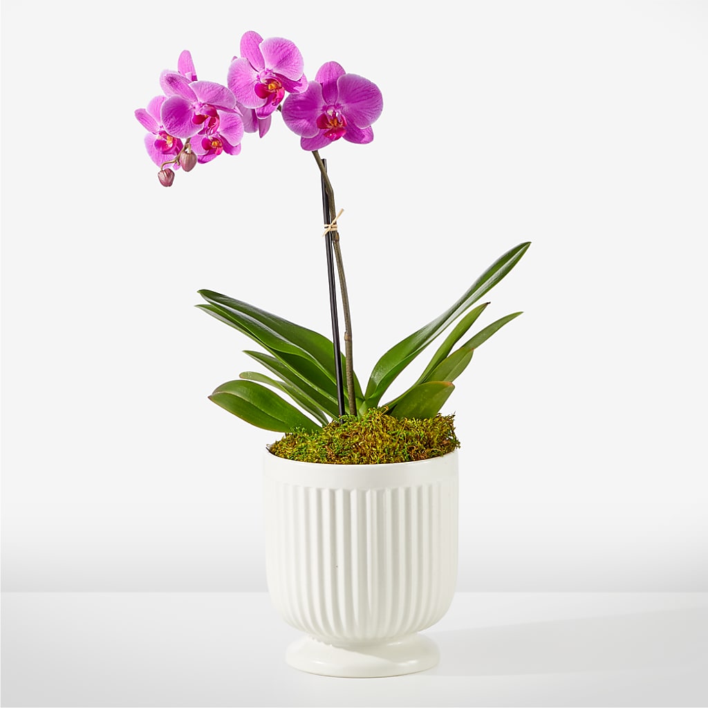 Friendly Fuchsia Orchid – Everbloom Flowers Llc, Aurora OH