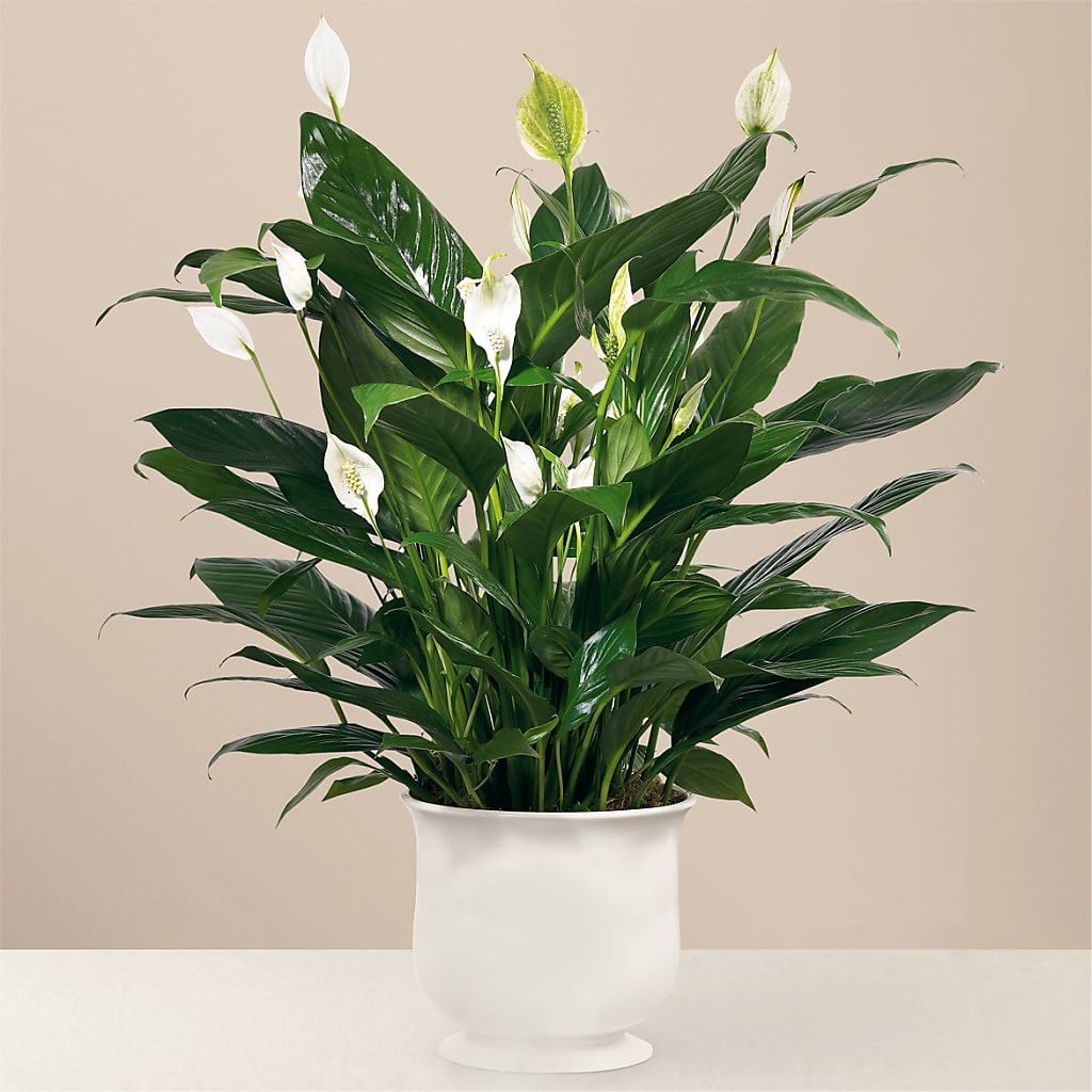 Comfort Planter – Everbloom Flowers Llc, Aurora OH