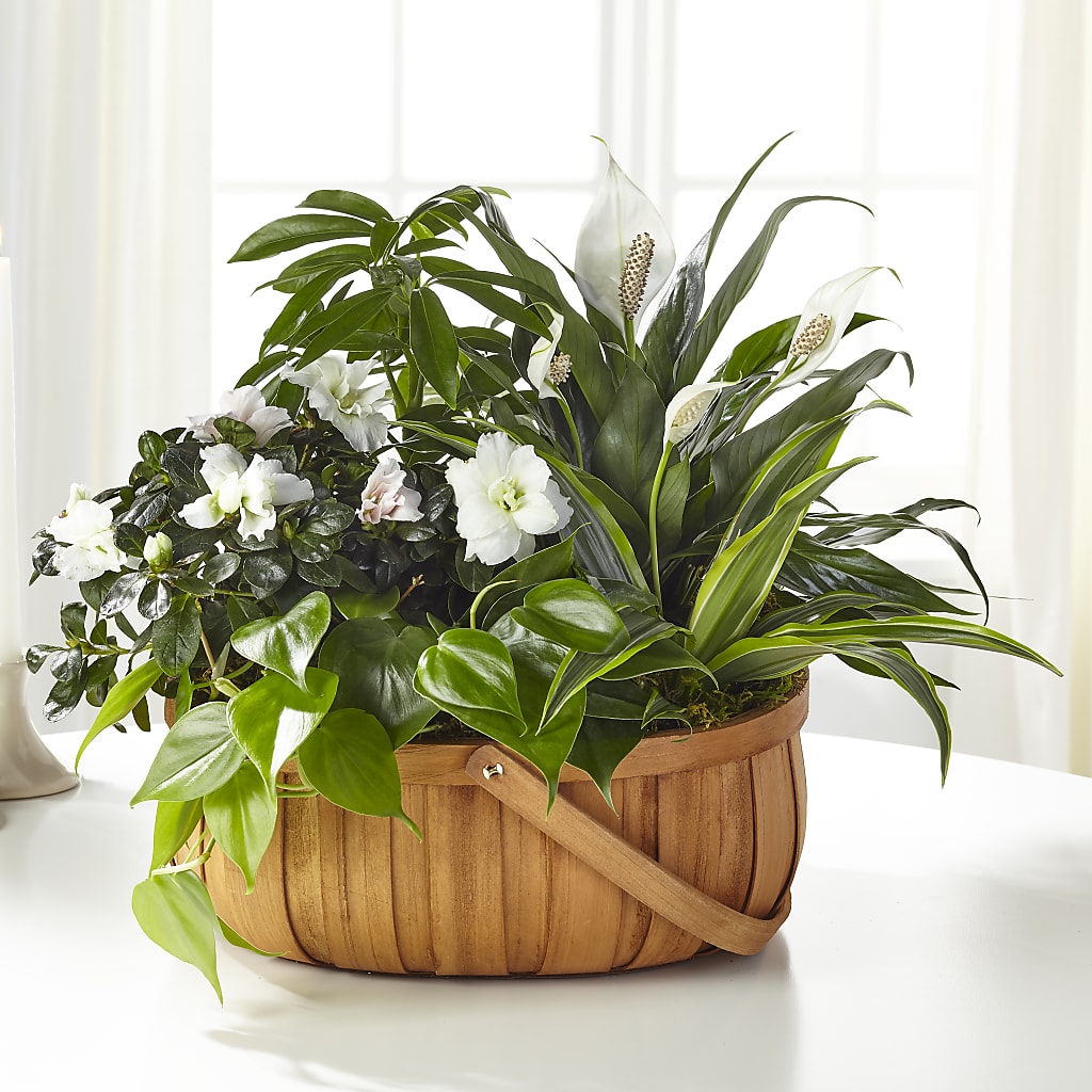 Serene Dishgarden – Everbloom Flowers Llc, Aurora OH