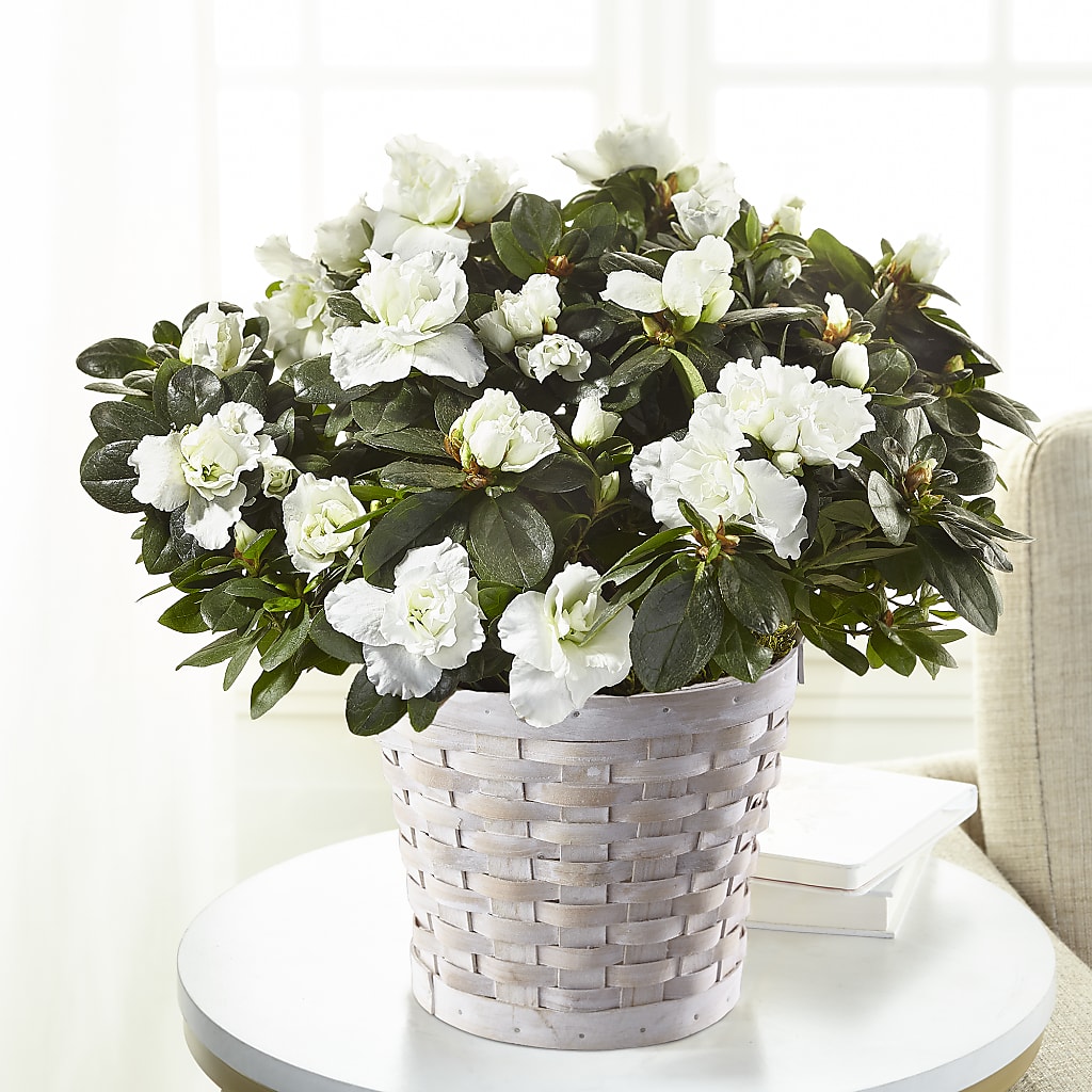 White Azalea Plant – Everbloom Flowers Llc, Aurora OH