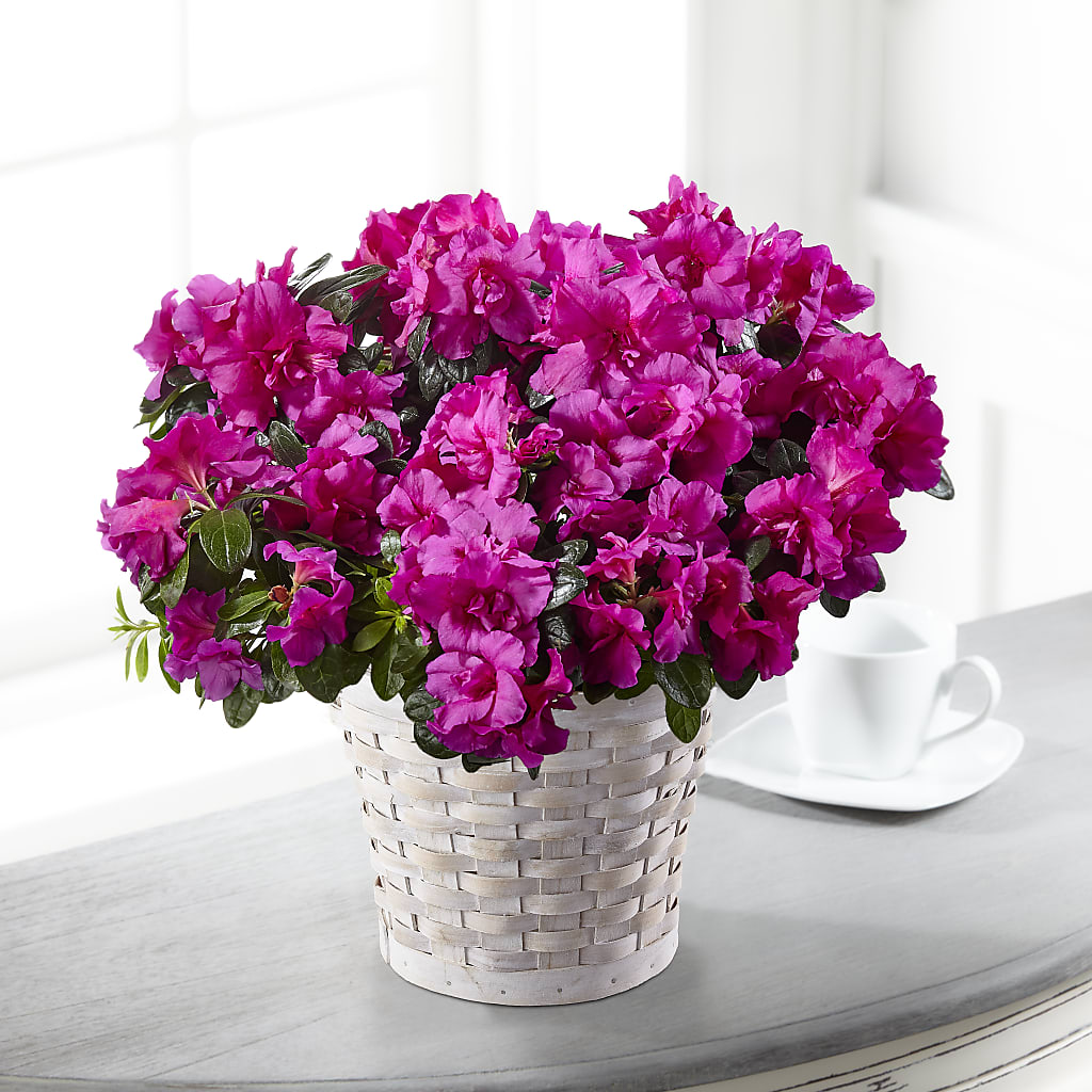 Hope & Serenity Azalea Plant – Everbloom Flowers Llc, Aurora OH