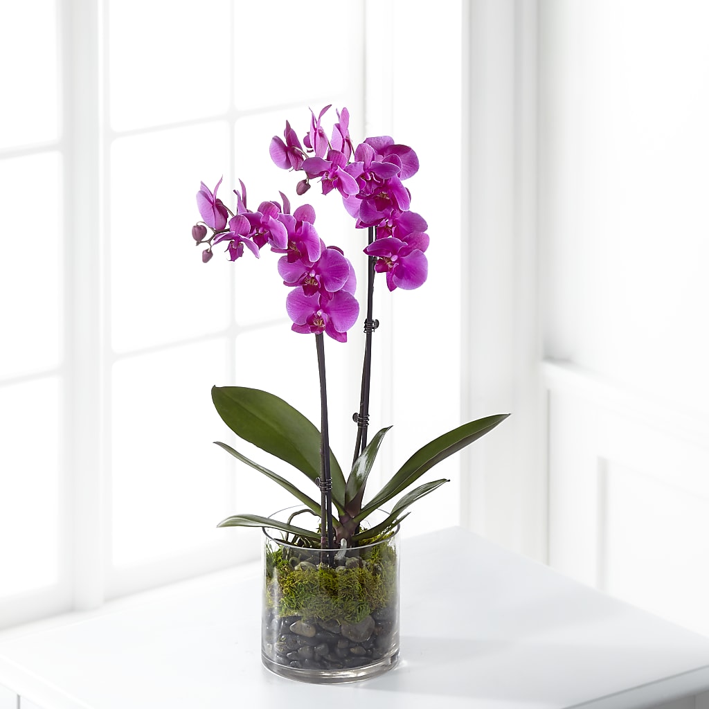 Pink Orchid Plant – Everbloom Flowers Llc, Aurora OH