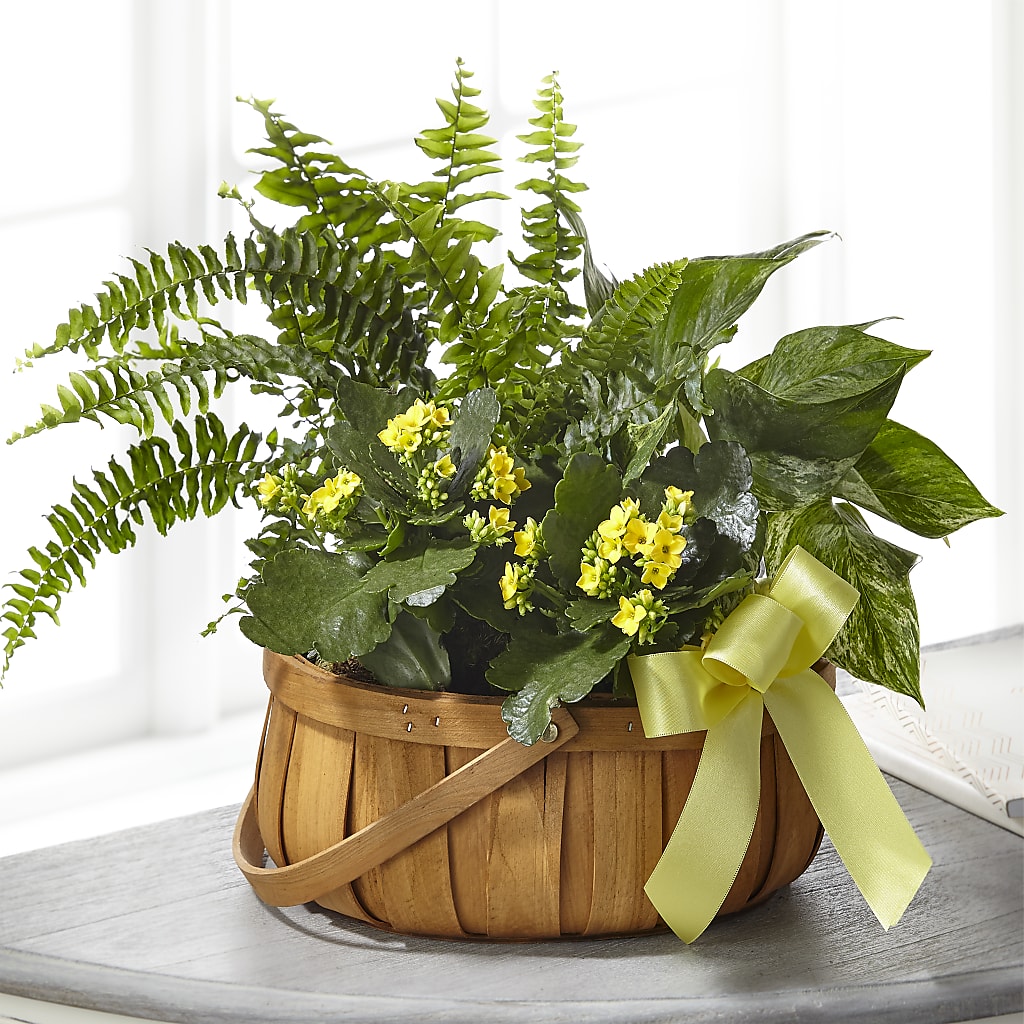 Always Dear Dishgarden – Everbloom Flowers Llc, Aurora OH