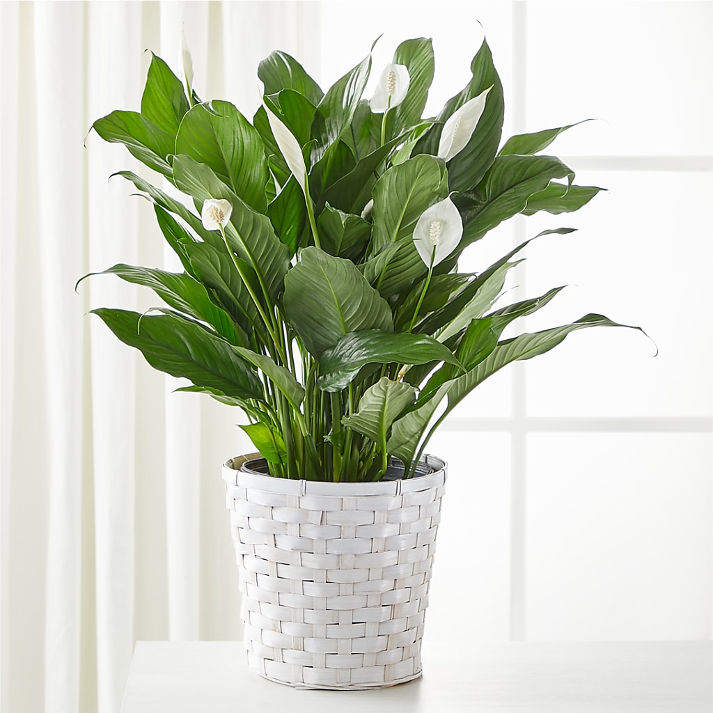 A New Leaf Peace Lily – Everbloom Flowers Llc, Aurora OH