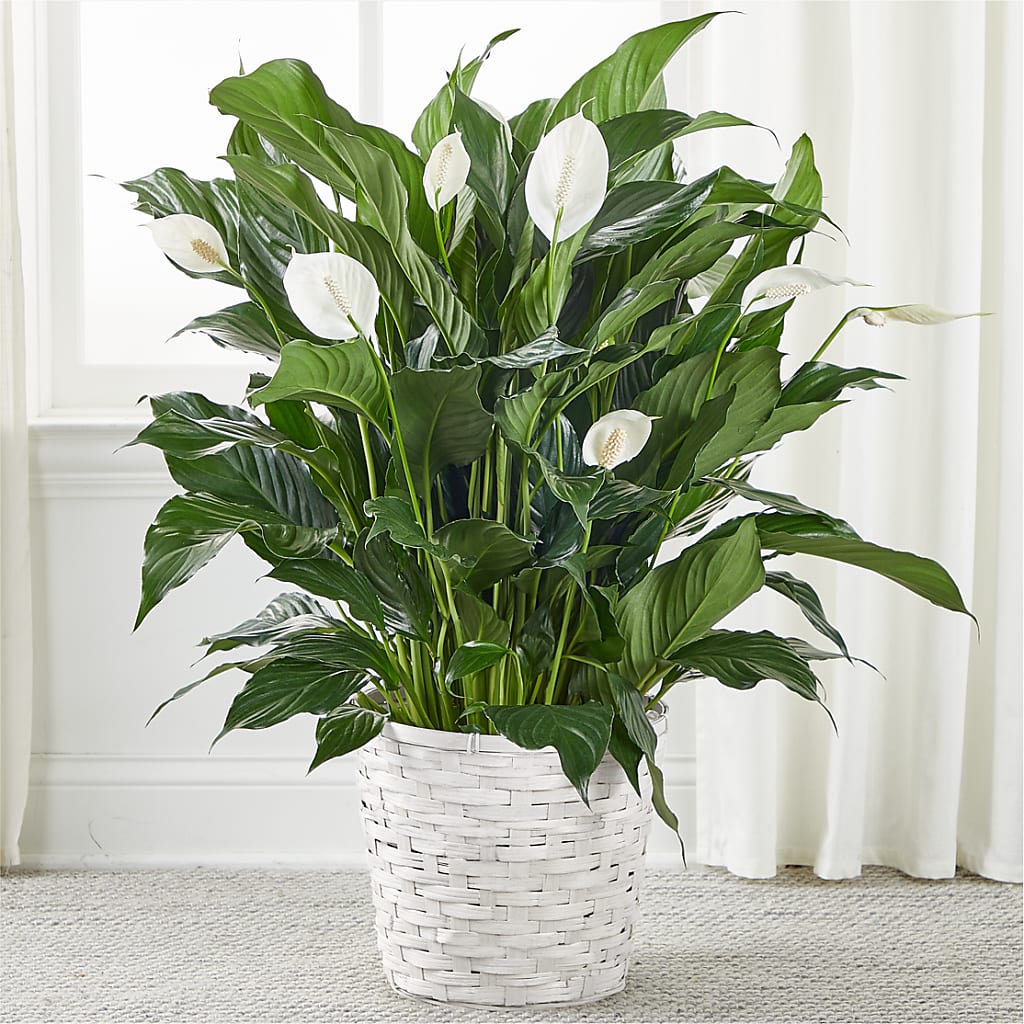 A New Leaf Peace Lily – Everbloom Flowers Llc, Aurora OH