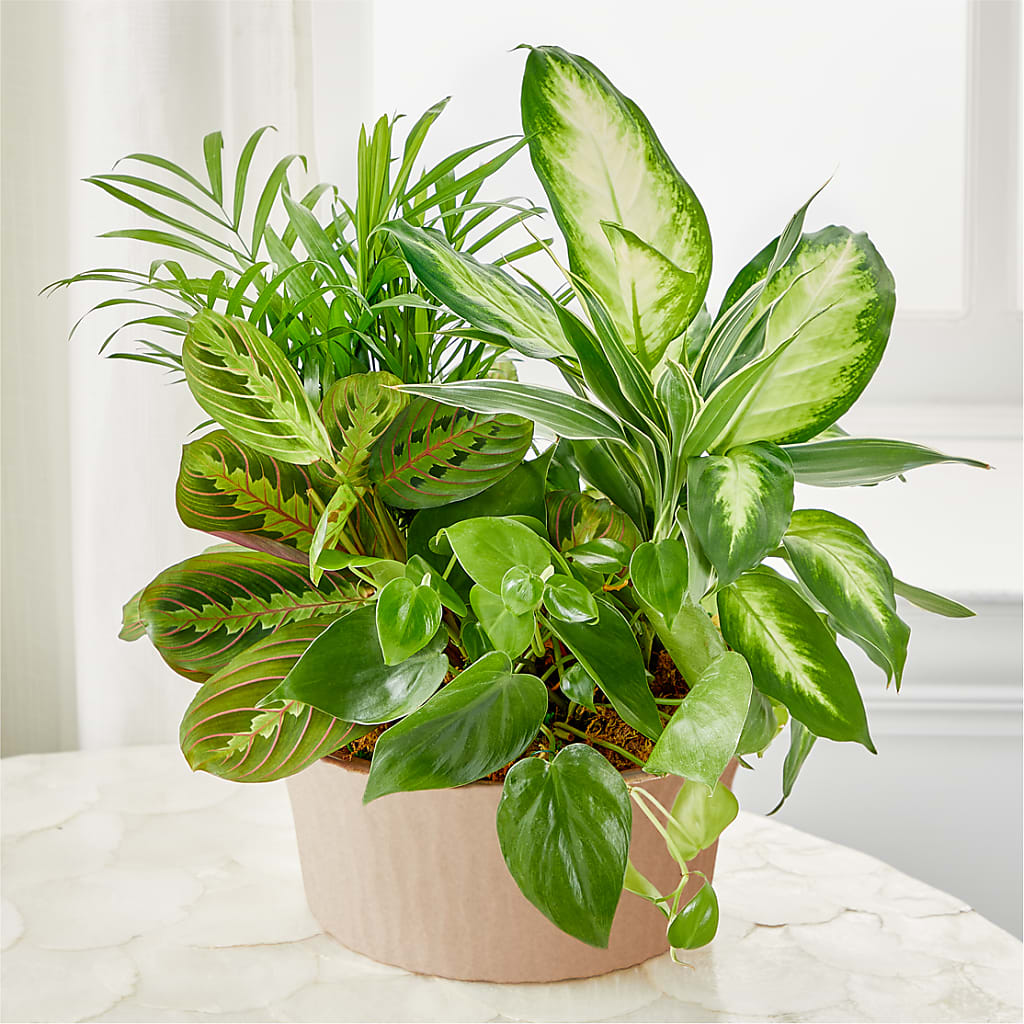 Balance & Harmony Dishgarden – Everbloom Flowers Llc, Aurora OH