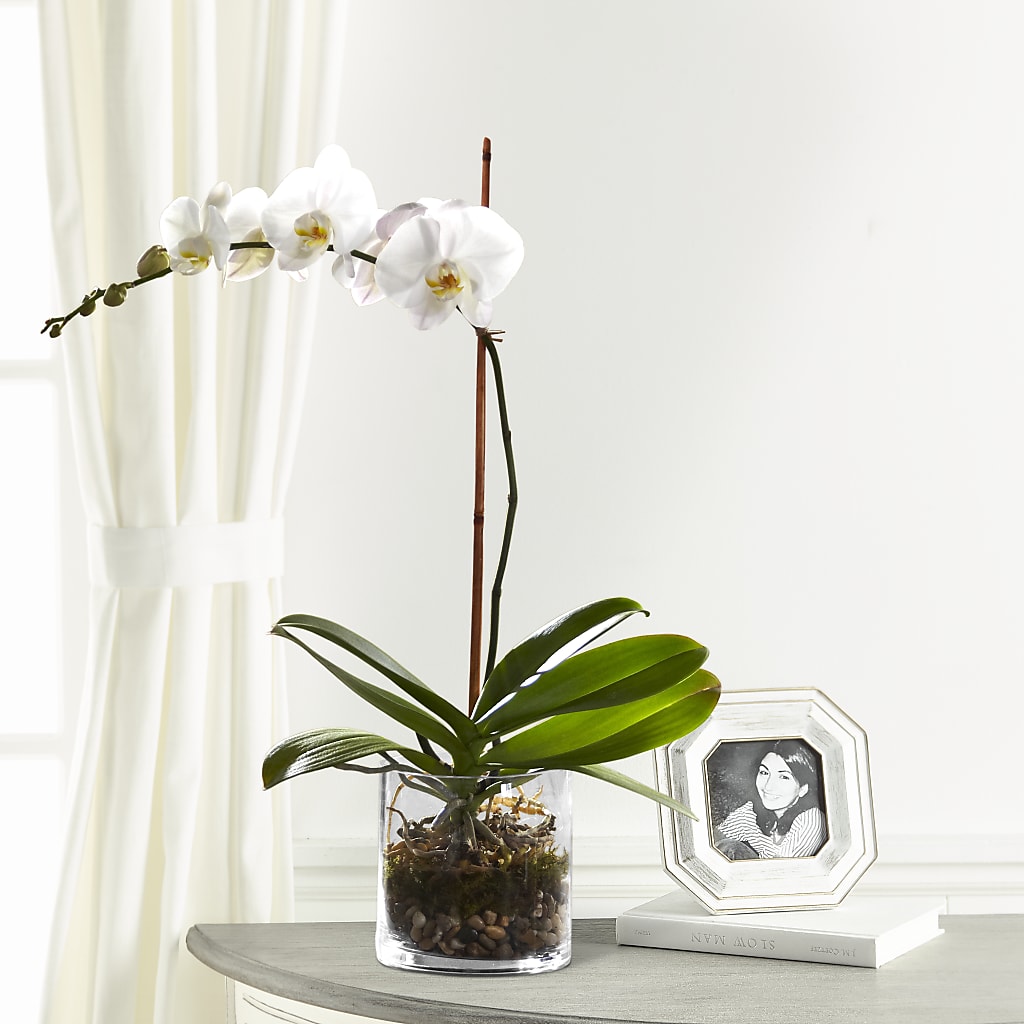 White Orchid Planter – Everbloom Flowers Llc, Aurora OH
