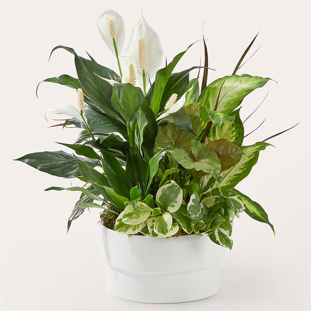 Radiating Positivity Dishgarden – Everbloom Flowers Llc, Aurora OH