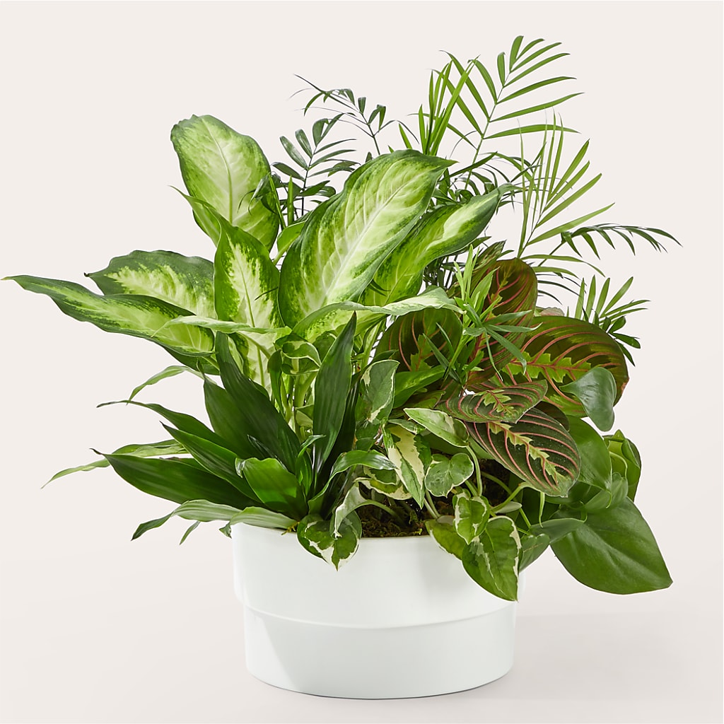 Radiating Positivity Dishgarden – Everbloom Flowers Llc, Aurora OH