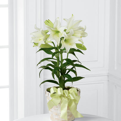 Easter Lily Plant –  Everbloom Flowers Llc, Aurora OH