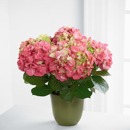 Pink Hydrangea Planter –  Everbloom Flowers Llc, Aurora OH