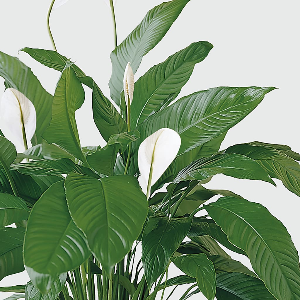 Tranquil Moments Peace Lily Plant –  Everbloom Flowers Llc, Aurora OH