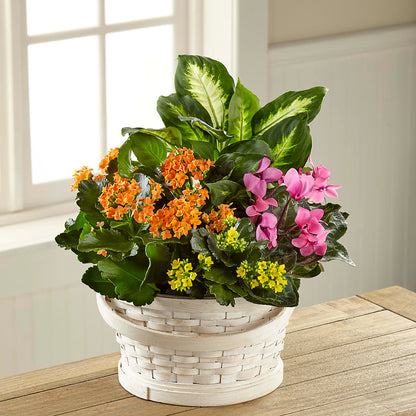 Color Crush Dishgarden –  Everbloom Flowers Llc, Aurora OH