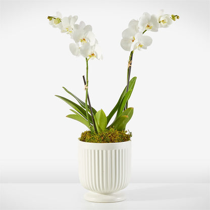 Orchidée Blanche Chuchotante