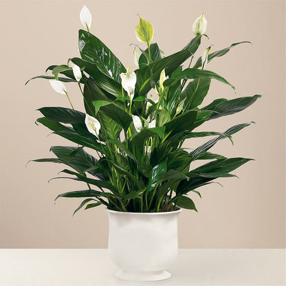 Comfort Planter –  Everbloom Flowers Llc, Aurora OH
