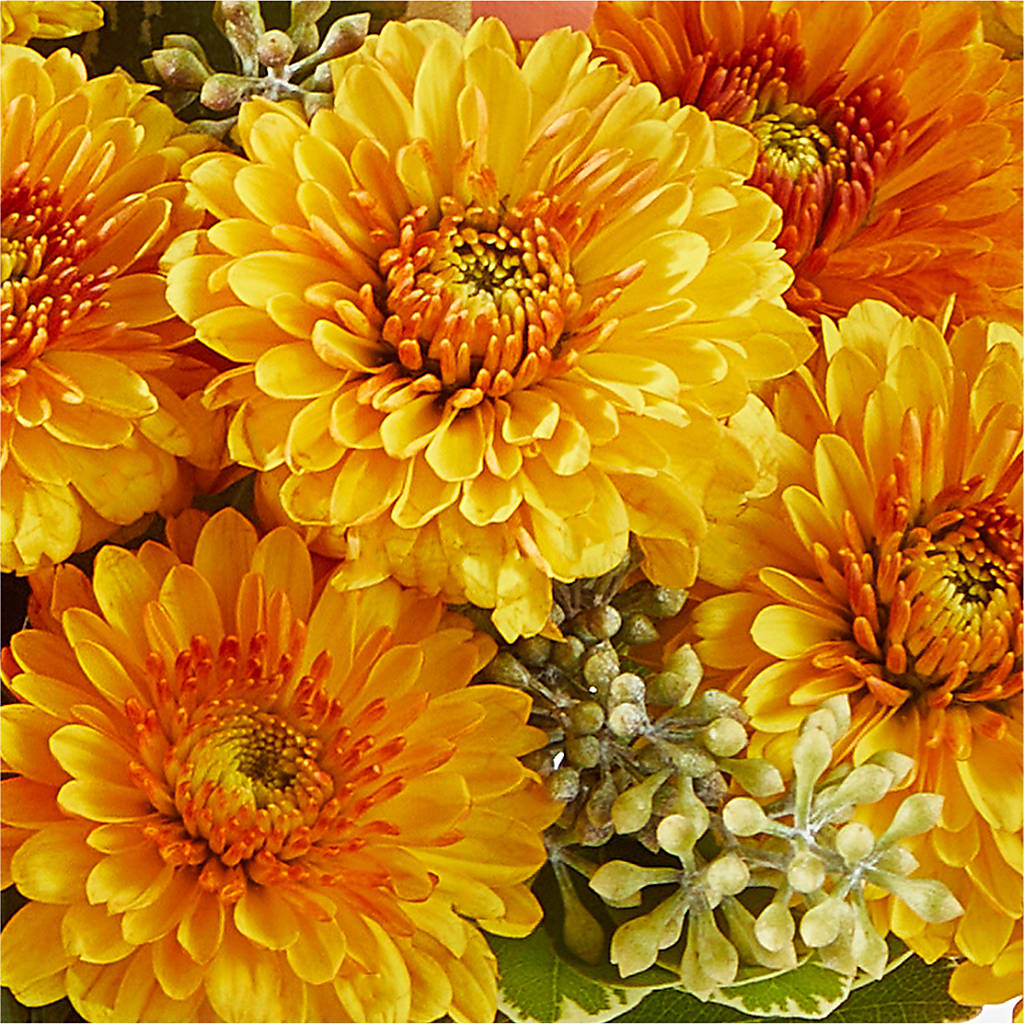 Peachy Pumpkin –  Everbloom Flowers Llc, Aurora OH