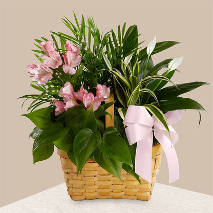 Living Spirit Dishgarden –  Everbloom Flowers Llc, Aurora OH
