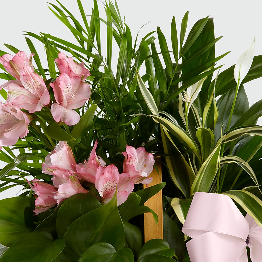 Living Spirit Dishgarden –  Everbloom Flowers Llc, Aurora OH