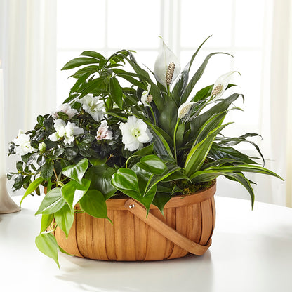 Serene Dishgarden –  Everbloom Flowers Llc, Aurora OH