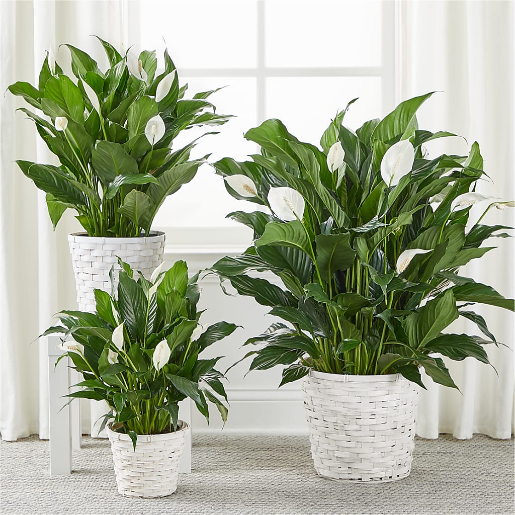 A New Leaf Peace Lily –  Everbloom Flowers Llc, Aurora OH