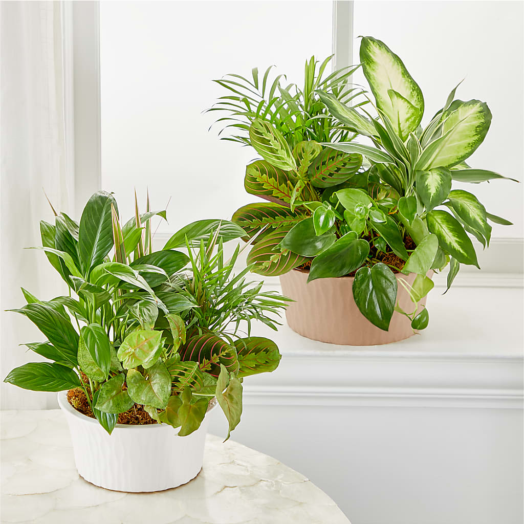 Balance & Harmony Dishgarden –  Everbloom Flowers Llc, Aurora OH
