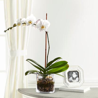 White Orchid Planter –  Everbloom Flowers Llc, Aurora OH