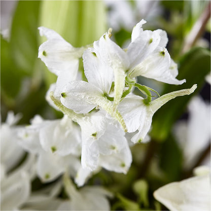 Classic Ivory – A Florist Original –  Everbloom Flowers Llc, Aurora OH